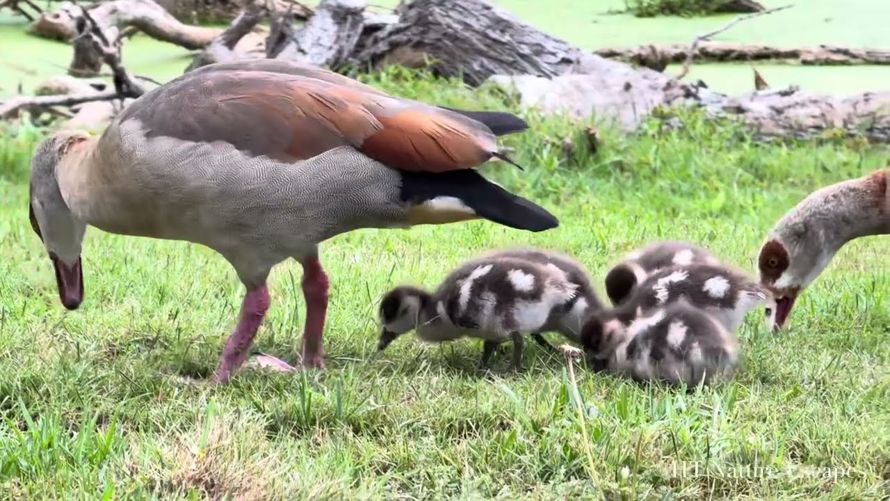 Cute Egyptian Goslings Following Goose Parents Foraging for Food in Late Summer Season 4K