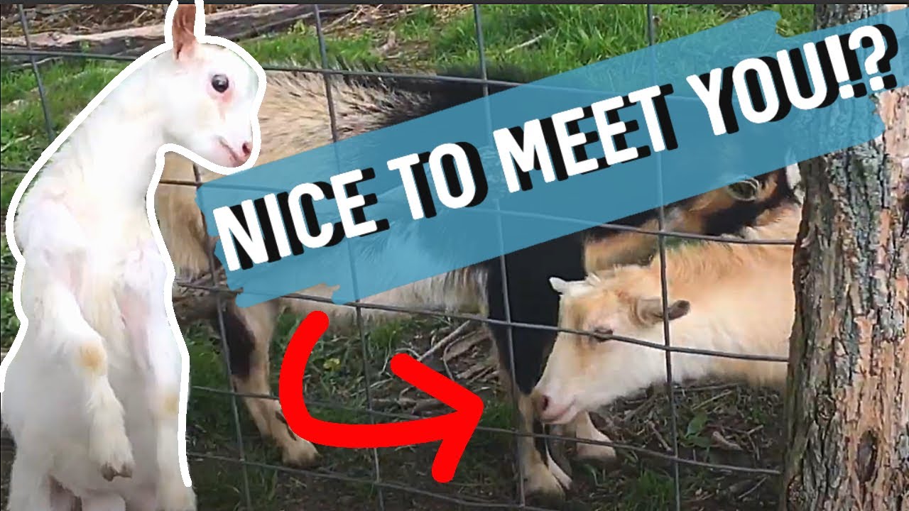 How To Introduce A New Goat To Your Herd!  Tips & Tricks !Flu Meets The Big Boys! : Episode 44