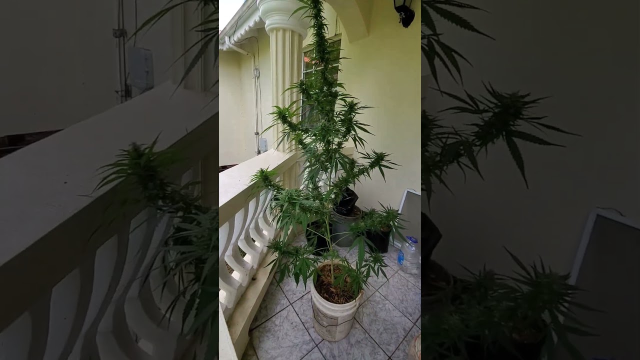 sativa