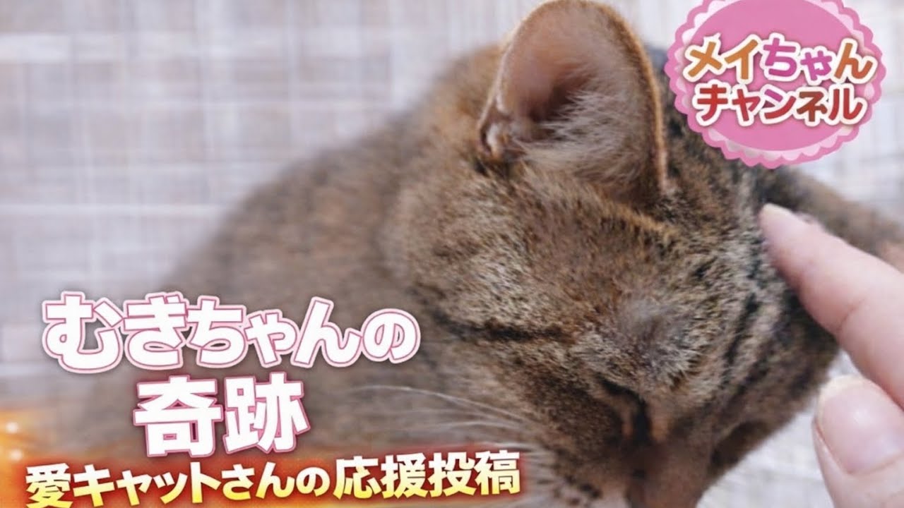 むぎちゃんの奇跡！愛キャットさんのクラファン応援投稿
