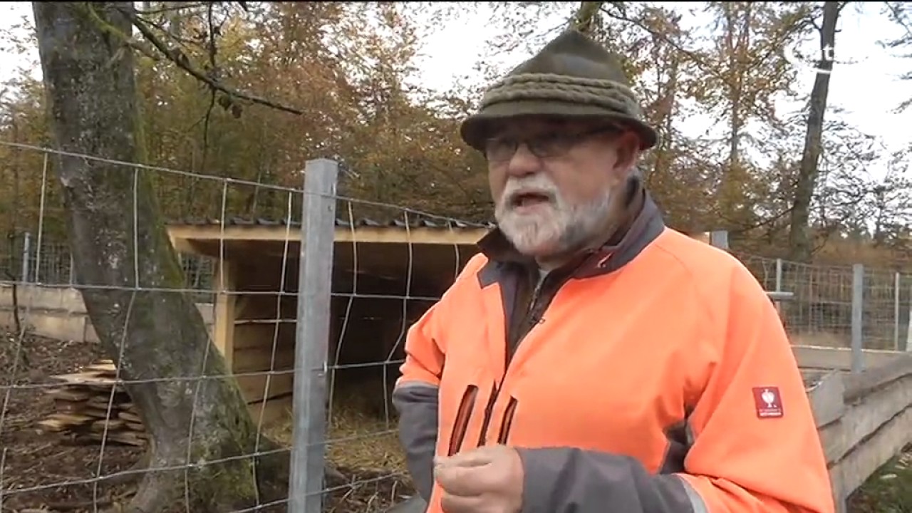 Wo Hund und Wildschwein Guten Tag sagen