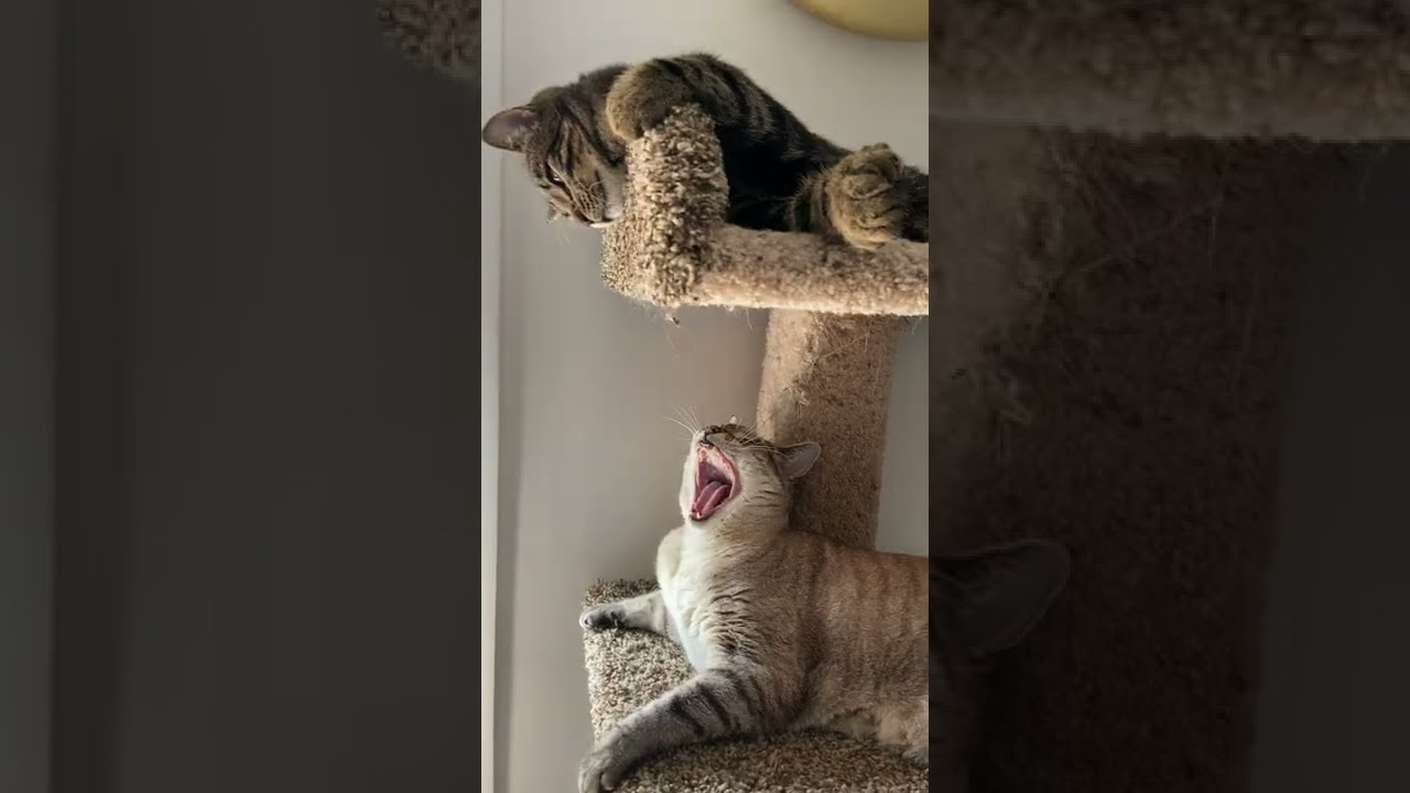 😮Cat slaps kitten! 😂(Try not to laugh!)