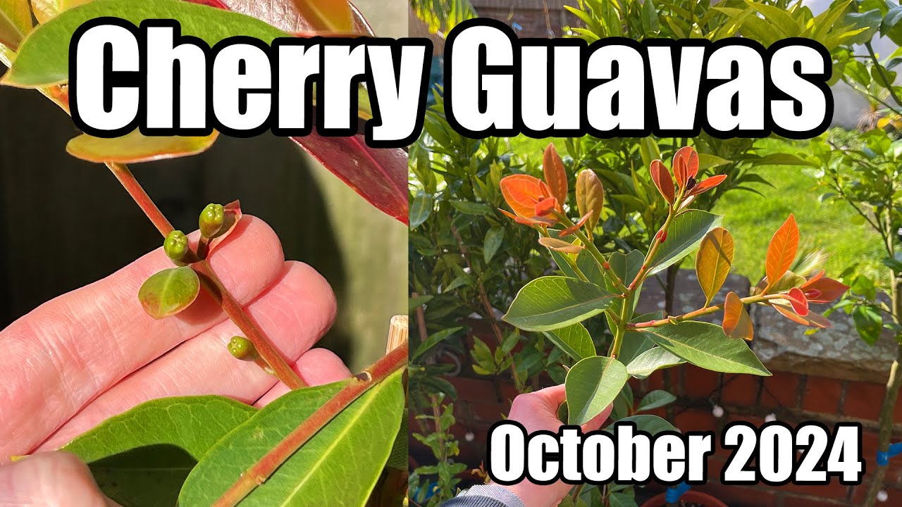 Lemon & Strawberry Guava Update (Psidium cattleianum) - October 2024
