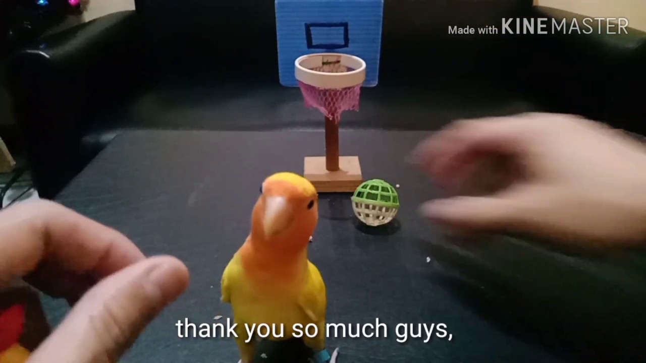 Nas Bird Tricks.Tutorial on how to train basketball trick.