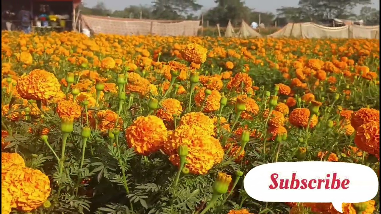 Khirai valley of flowers 2025. #flowers #minivlog #youtube #youtuber #khirai
