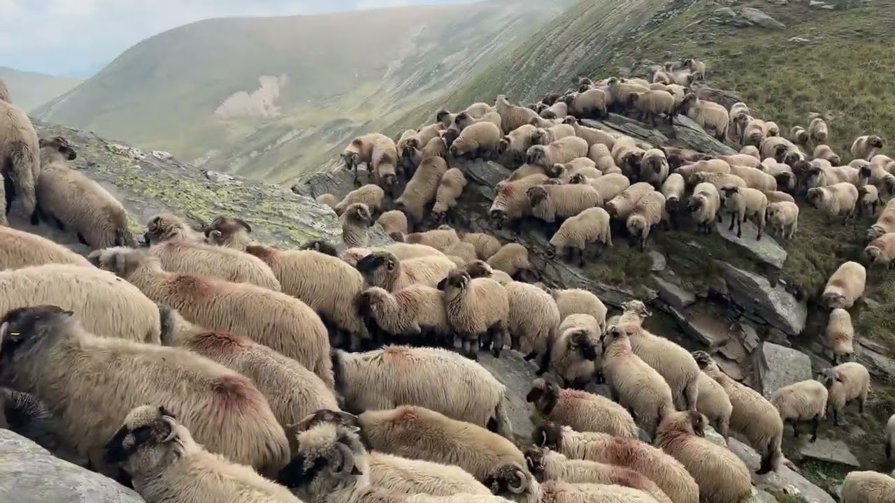 2600 de oi bucălăi traversează un loc periculos din munții Retezat 