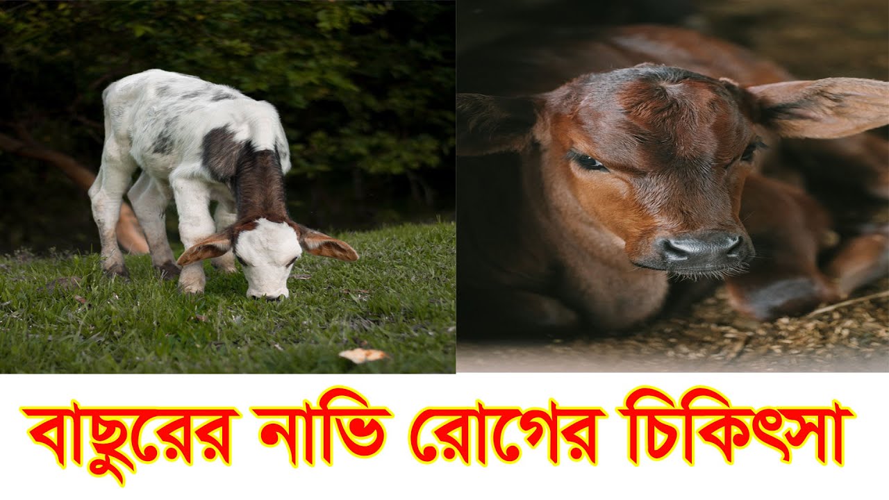 বাছুরের নাভি রোগ ও চিকিৎসা,Calf umbilical disease and treatment