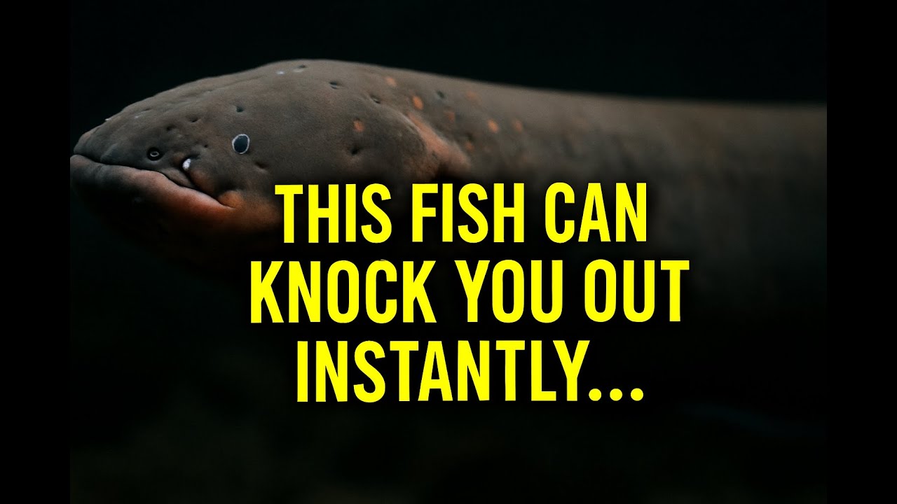 Electric Eel: Nature’s Shocking Predator