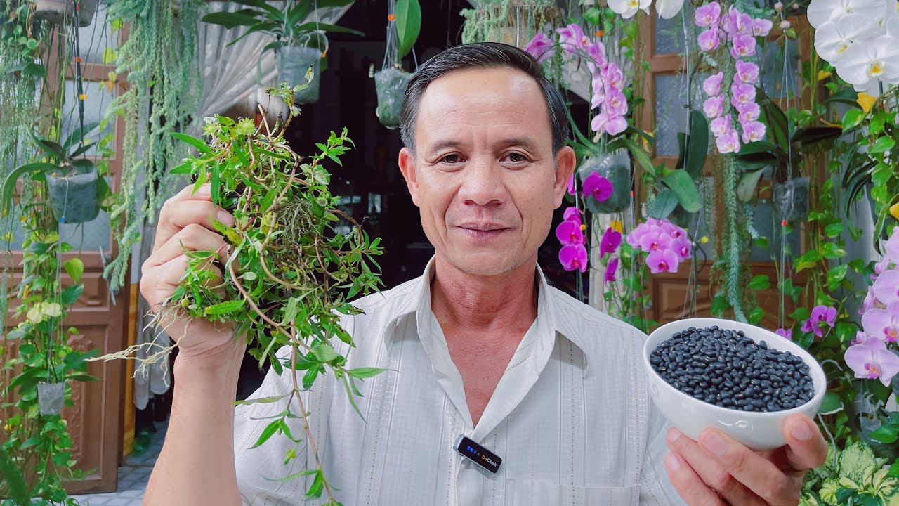 Một Loại Trà Làm Sạch Lá Gan Đánh Bay Gan Và Máu Nhiễm Mỡ Cực Kỳ Hiệu Quả