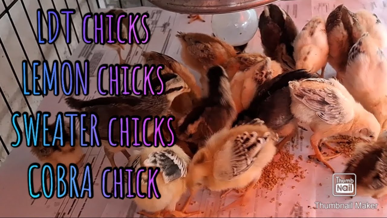 Morning with my baby Chickens