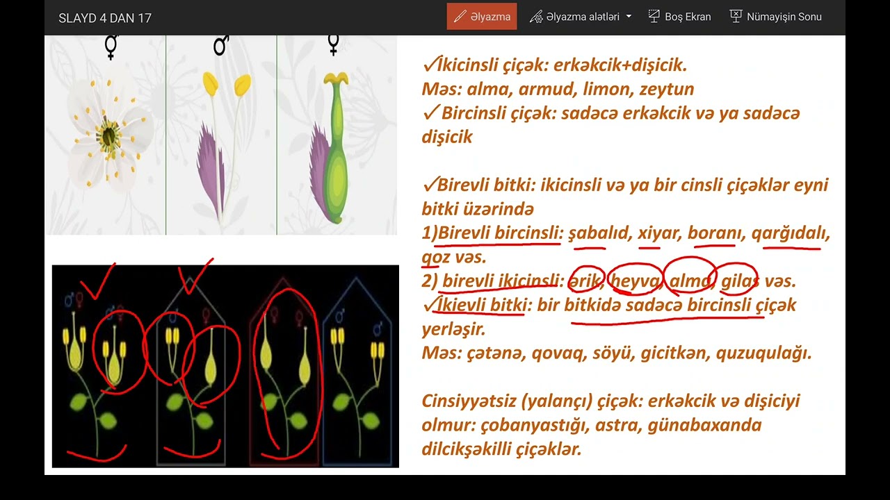 Generativ orqanlar - Çiçək