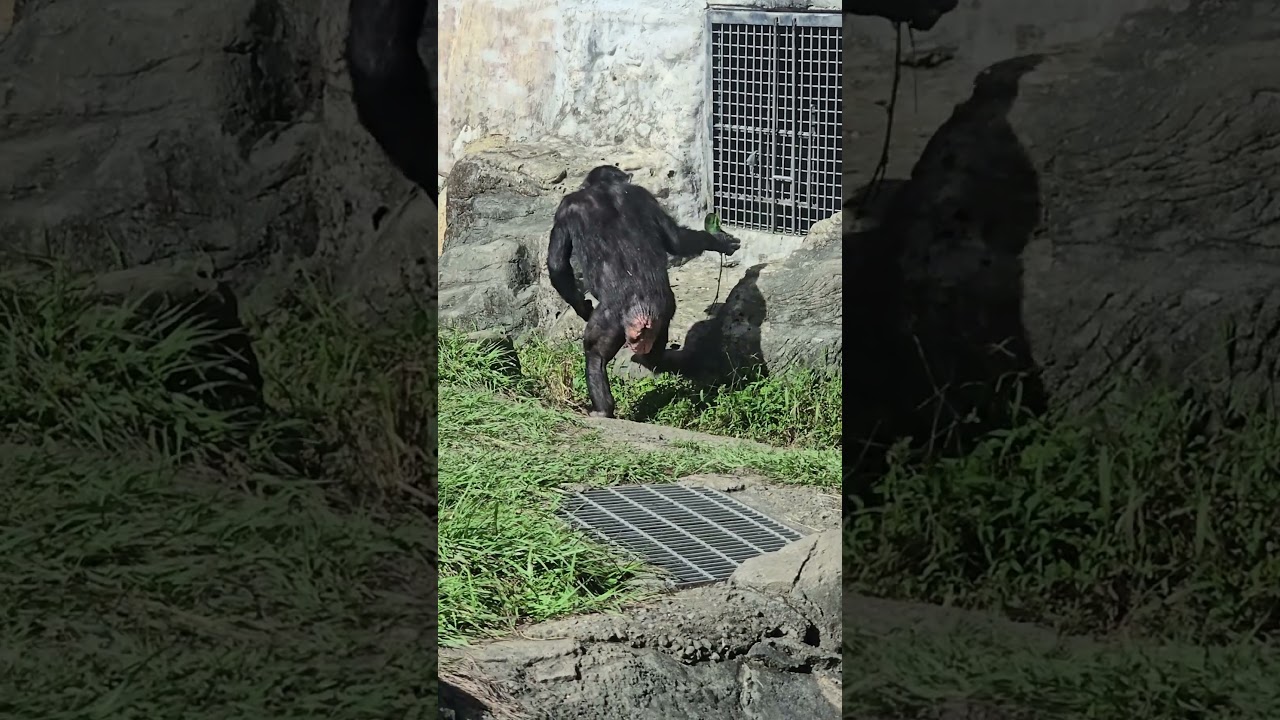Chimpanzee/Pan troglodytes/Taipei Zoo