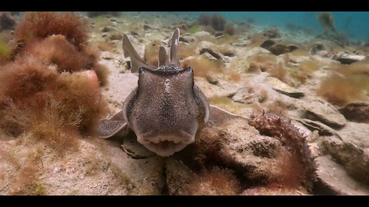 Port Jackson Sharks at a Cleaning station in Port Phillip bay.