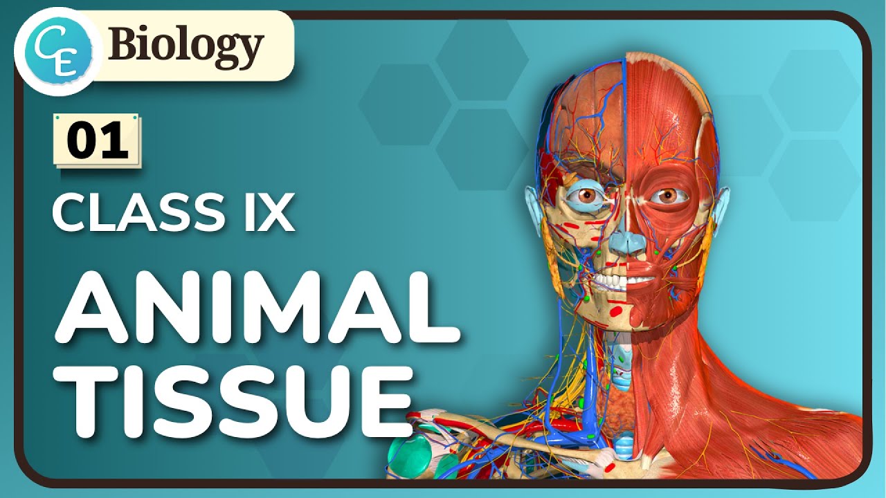01 | Animal Tissue Class 9 | WBBSE Class 9 Life Science Chapter 6.B in Hindi | By Shifat Ahmed