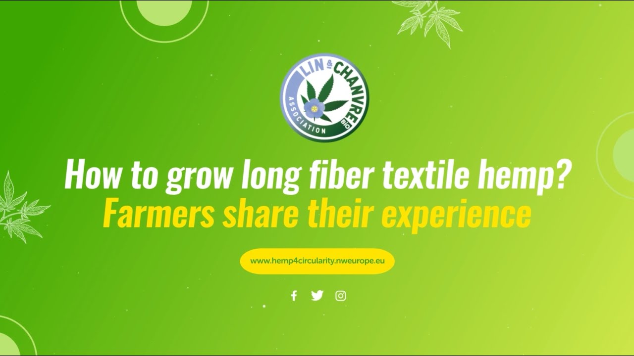 How to grow long fiber textile hemp ? Farmers share their experience