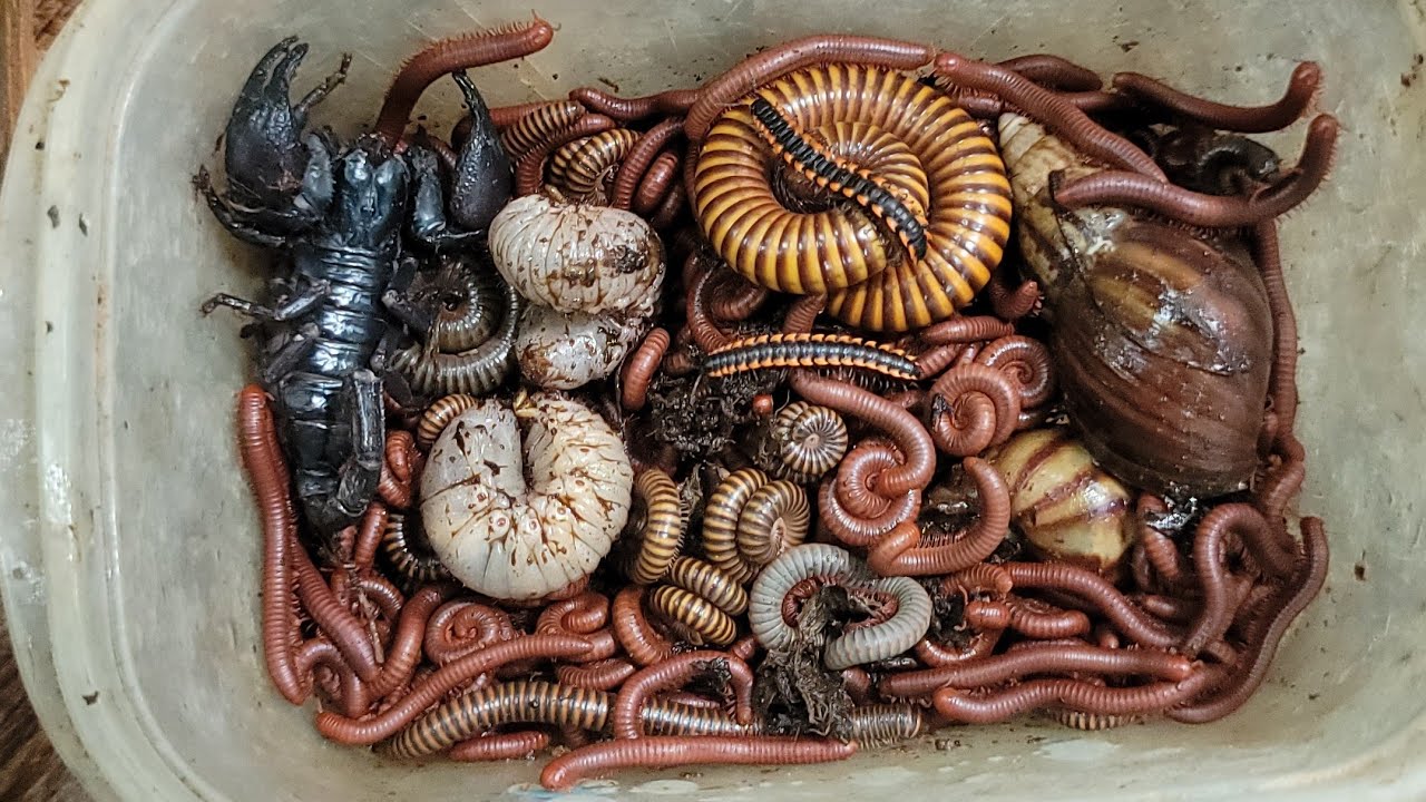 BUGS Exploring, Catching, Discovering Venomous Scorpions, Giant Millipede, Small Red Millipedes