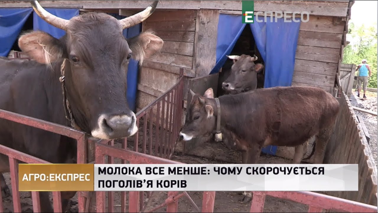 Молока все менше: чому скорочується поголів'я корів | Агро-експрес