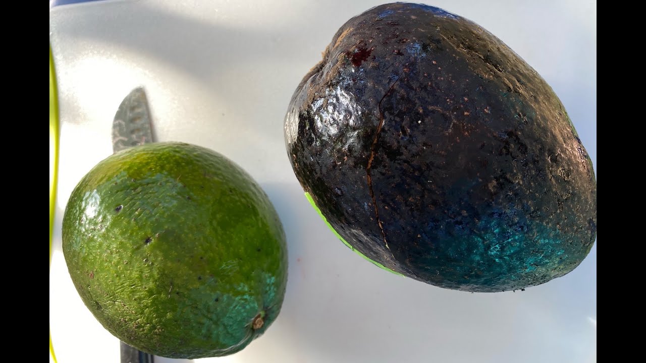 Oro Negro and Monroe Avocados - Tasting Florida grown avocado fruit