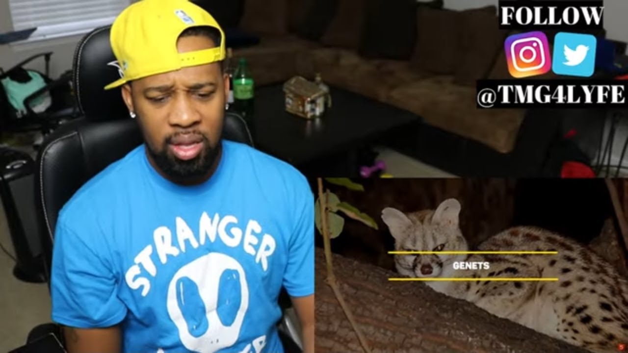 10 Most Crazy Animals People Actually Own