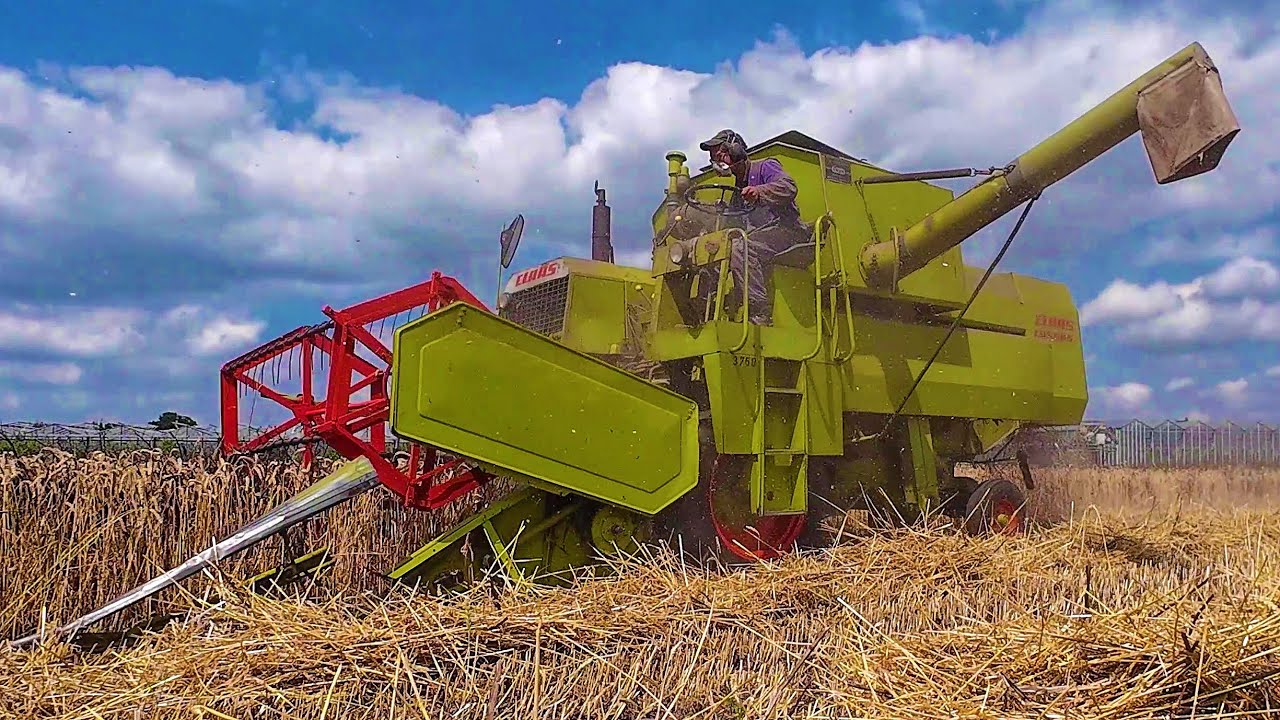 Tarwe dorsen | Wheat harvest | CLAAS | Cosmos | Weizen dreschen | Graanoogst | Getreideernte | 2025