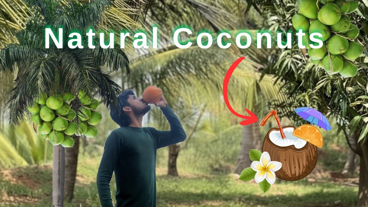 Natural Coconuts | Hunt | Farm House | Maisamma Temple | 