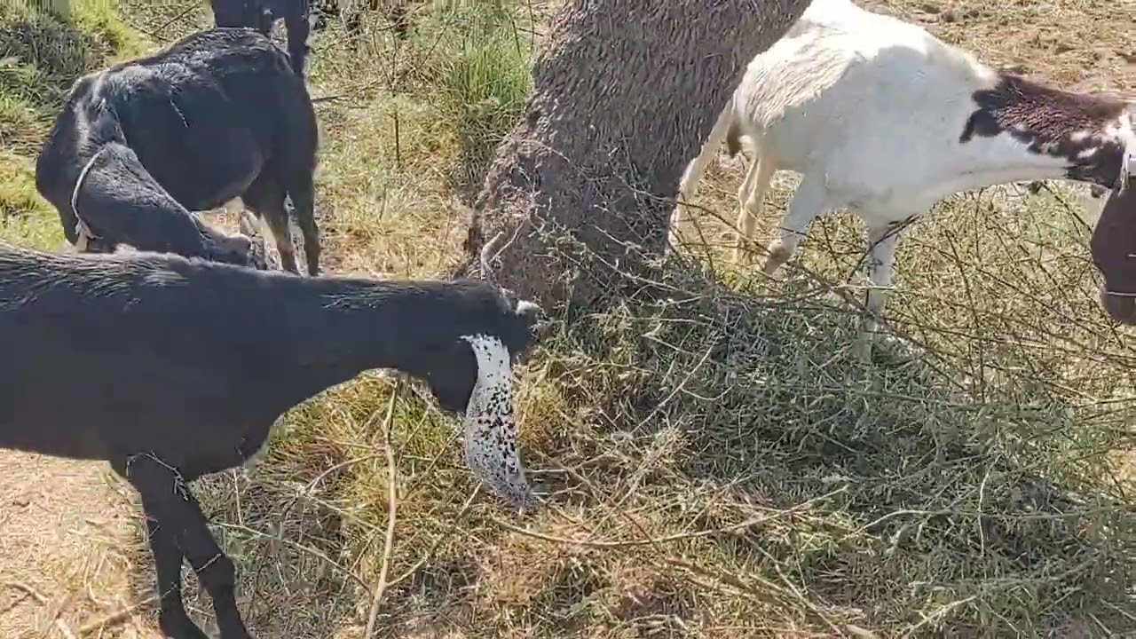 Bakriyon ke liye Babur ke Shaakhs