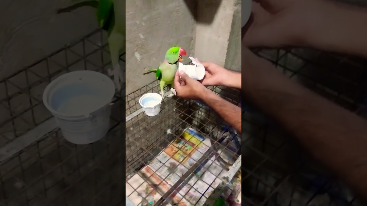 Mene Bunty Ko Dara Diya – Uska Reaction Dekho 😂🦜