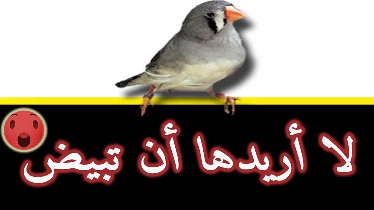 ماوجب علي فعله كي لاتبيض لي طيور الزيبرا