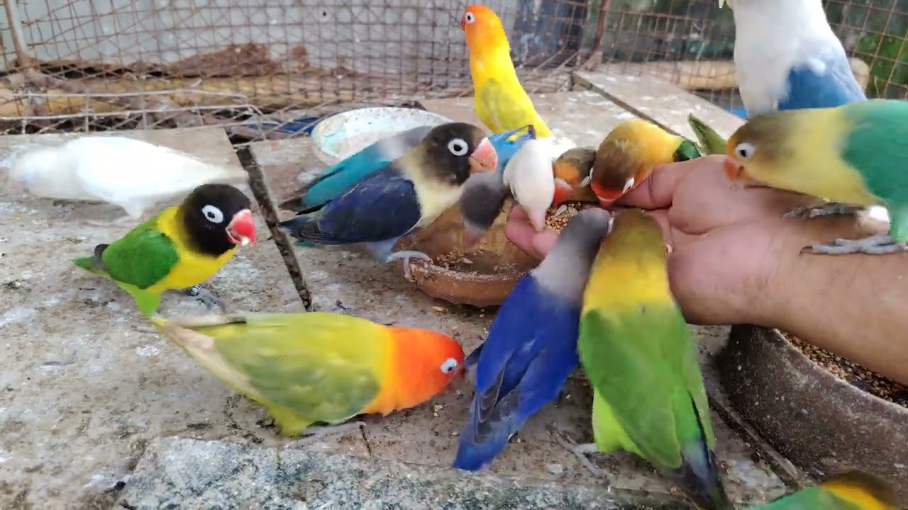 Feeding my African lovebirds colony