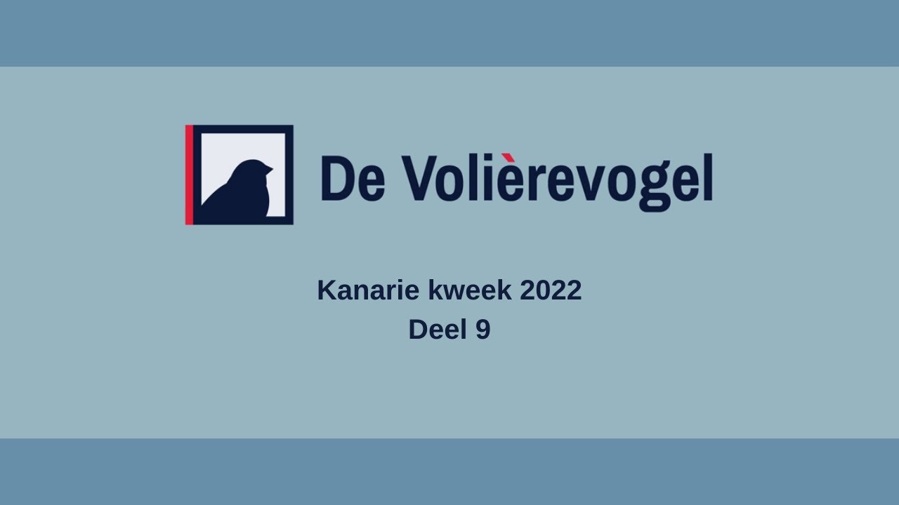 Kanarie kweek 2022 Deel 9