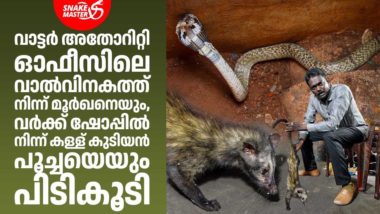 വർക്ക് ഷോപ്പിൽ കള്ളുകുടിയൻ പൂച്ച, വാൽവിനകത്ത് മൂർഖൻ | Vava Suresh | Cobra Rescue | Snakemaster 1147