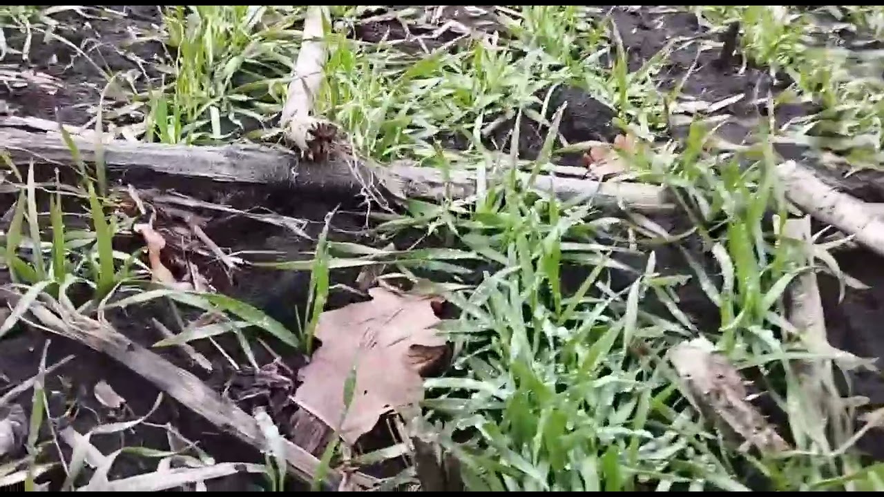 Технологія вирощування озимої пшениці🌾!