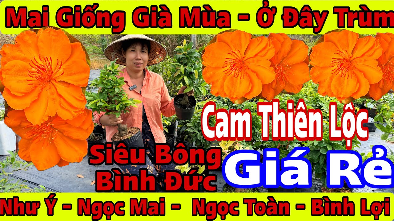 17/3☎️0966603619☎️🌲Mai Vàng Giá Rẻ🌲Siêu Bông Bình Đức-Cam Thiên Lộc-Ngọc Toàn-Ngọc Mai-Bình Lợi...🌲