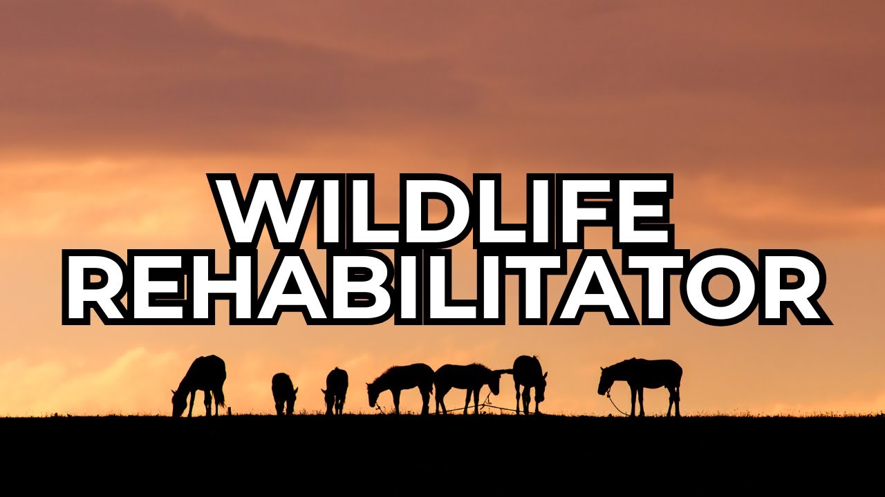 JOB OF THE WEEK - EPISODE #236 - WILDLIFE REHABILITATOR
