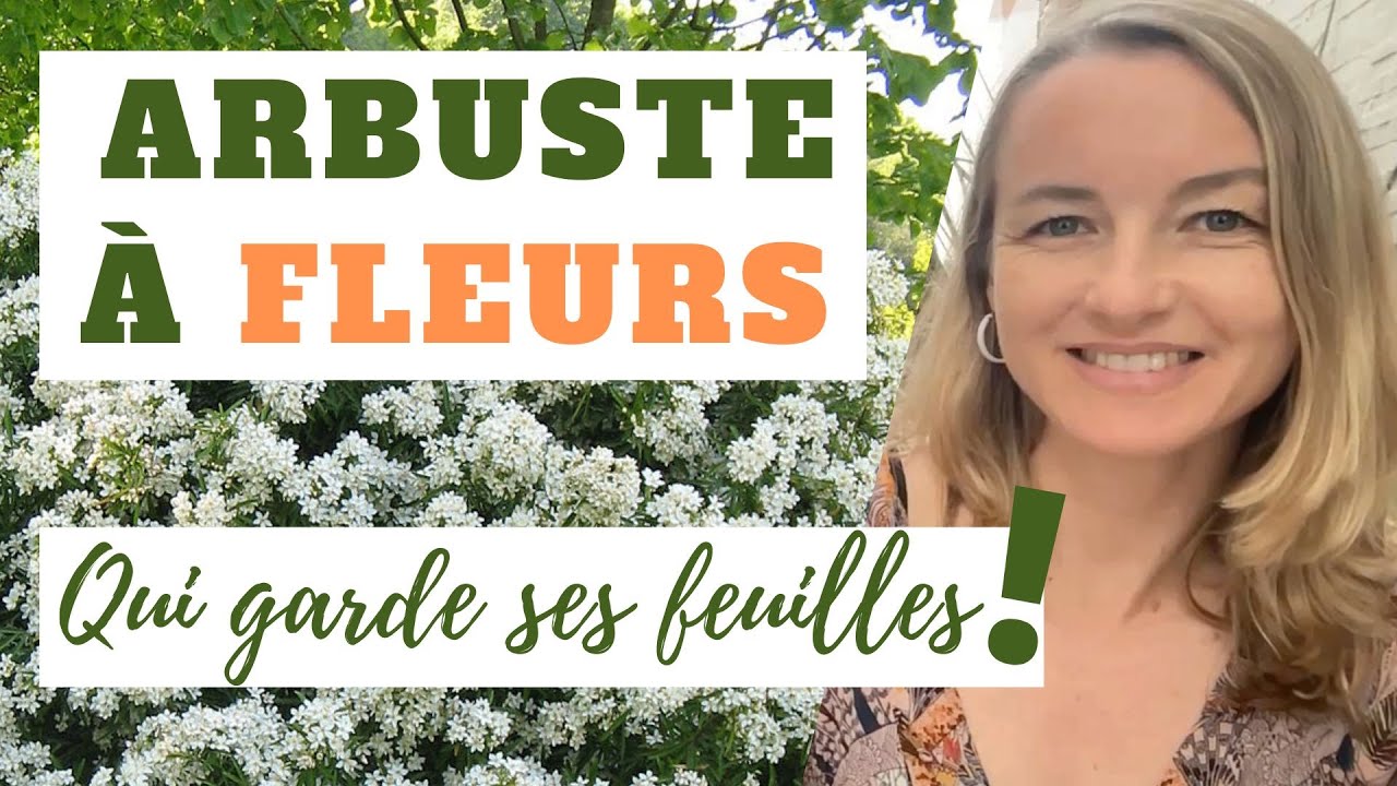 Un ARBUSTE pour HAIE FLEURIE qui garde ses feuilles !