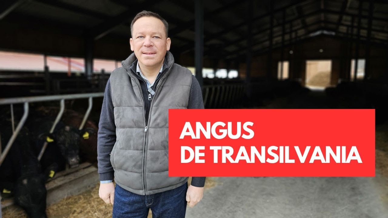Angus de Transilvania. Ferma lui Peter Tamas Nagy de la Măgherani