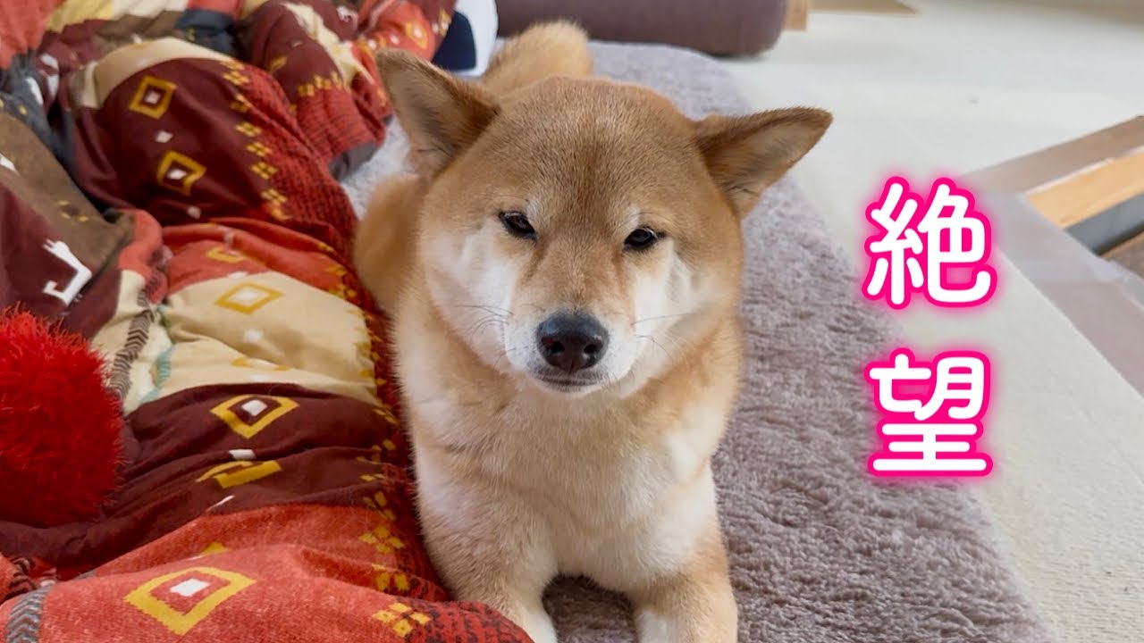 忘れかけていた悪夢がまさかのタイミングで襲ってきて顔面蒼白な柴犬