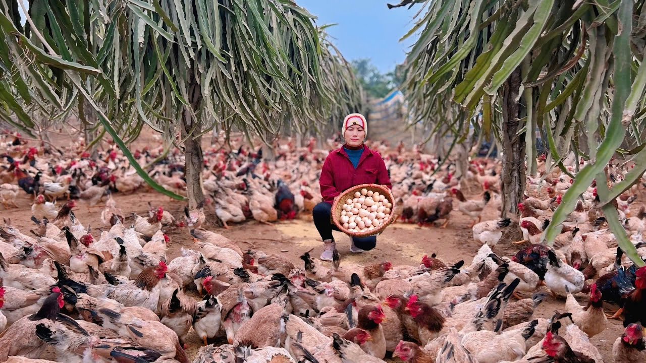 How to Raise Tons of Free Range Chickens Easily