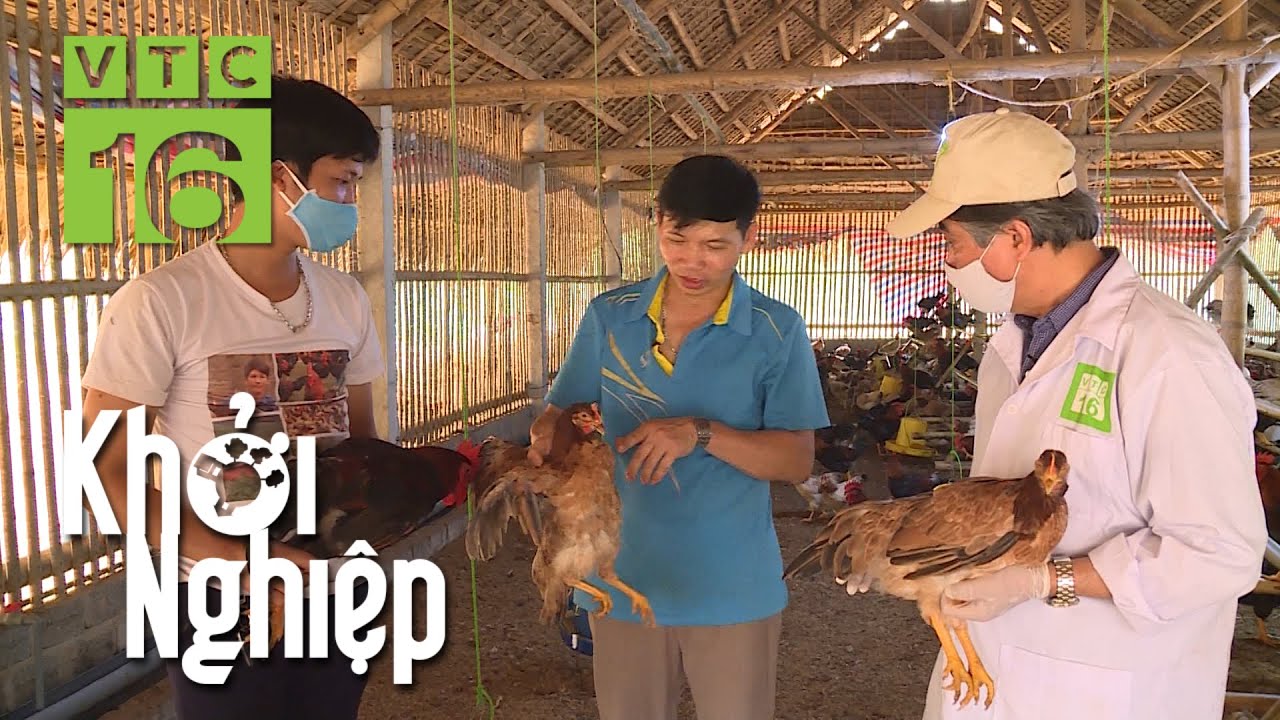 Sai lầm trong nuôi gà, nông hộ hứa rút kinh nghiệm | Khởi nghiệp 651 | VTC16