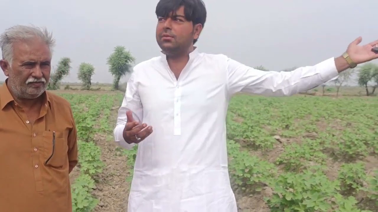 Zamindar Mir Shahzor Talpur|Nawaz Farm Mirpur khas|cotton variety VAR 111|well managed crop,