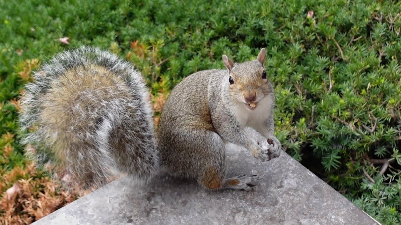 My beloved squirrels and their adorable personalities