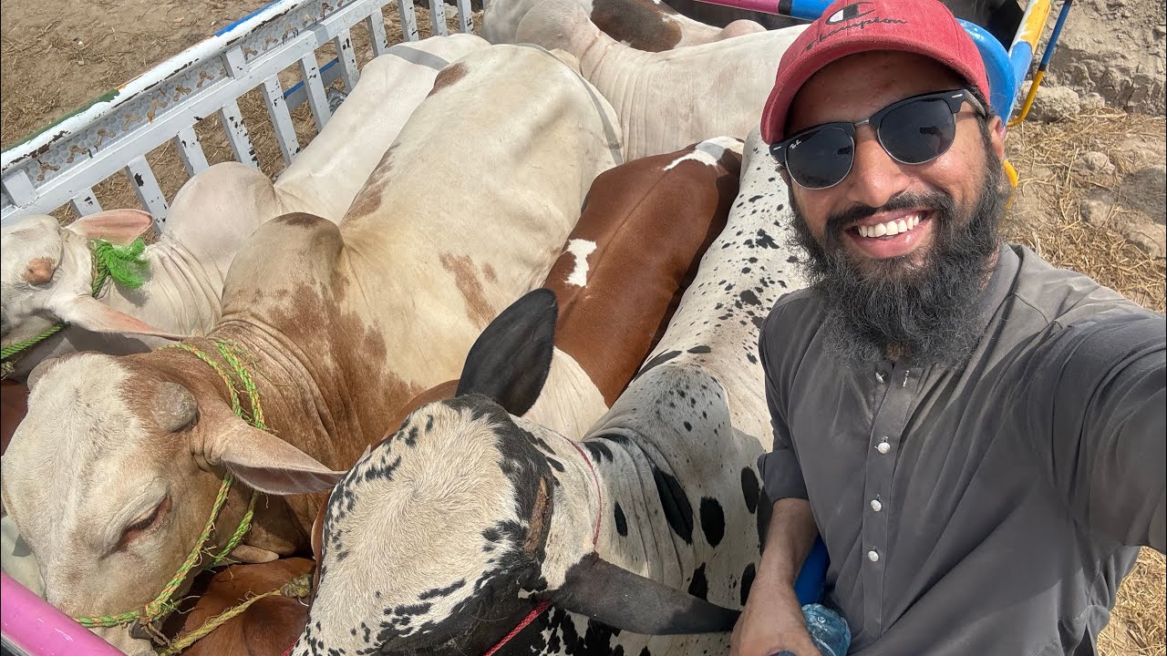 Alhamdulillah Janwar Khareed Lye Bakra Eid 2025 K Lye 😍 | Garmi 🥵 Sy Bura Haal | AR Maani