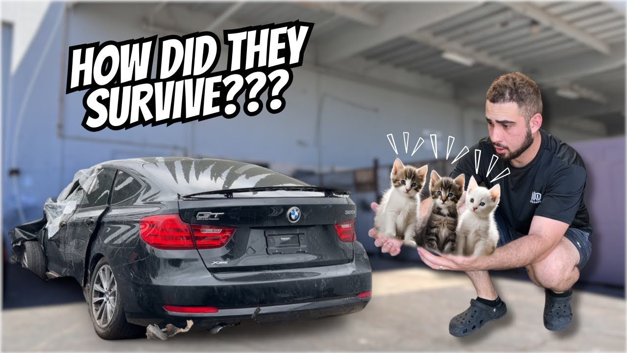 WE FOUND 5 STARVING KITTENS IN OUR WRECKED BMW!