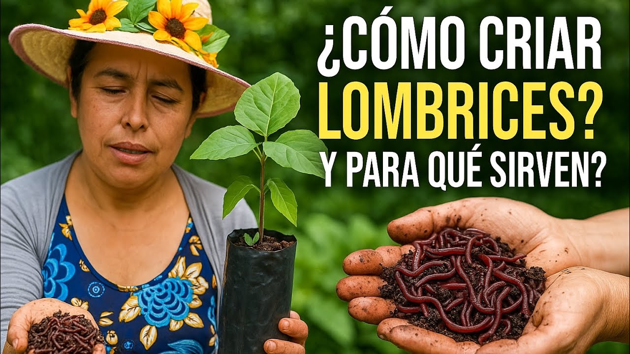 ¿Cómo criar lombrices? ¿Y para que sirven?