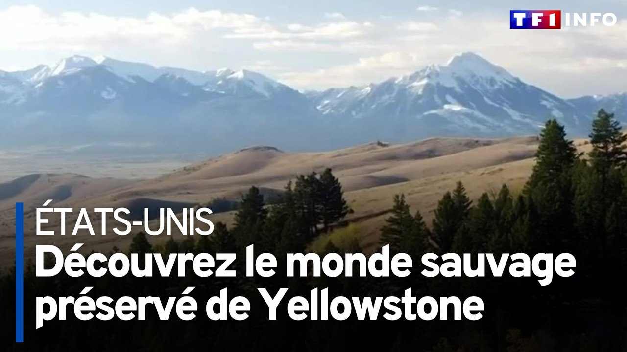 États-Unis : découvrez le monde sauvage préservé de Yellowstone
