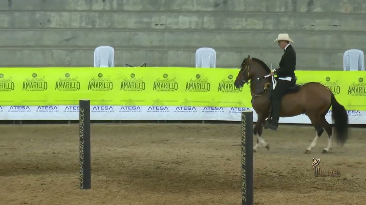 HALCON ROJO DE VILLA MILENA, PRIMER PUESTO CABALLOS CASTRADOS TROTE Y GALOPE PEREIRA GRADO B 2024