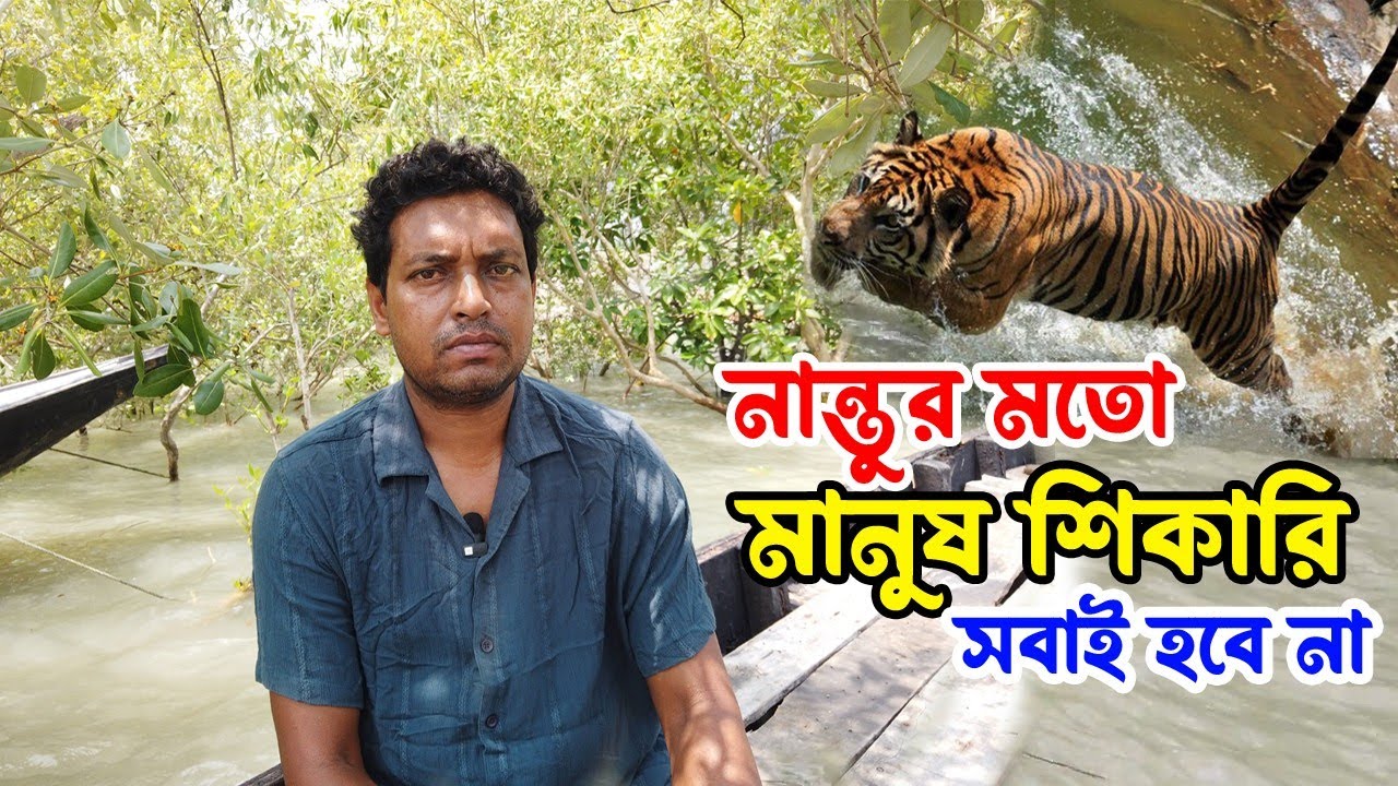 সুন্দরবনের বাঘ বাড়লে সুন্দরবন বাড়বে আর মানুষের আকর্ষণ থাকবে বনের প্রতি | sundarban tiger attack