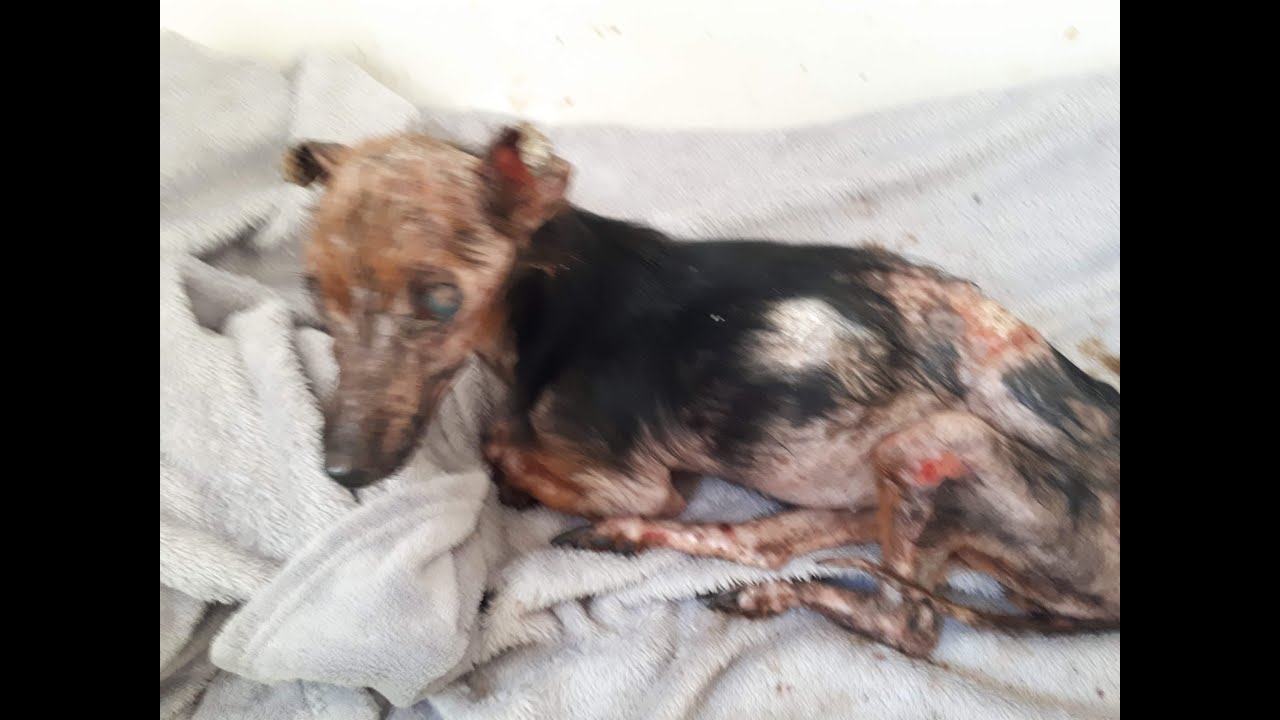 CHIEDE SOLDI PER UN CANE MA SI SCOPRE CHE E’ MORTO 7 ANNI FA