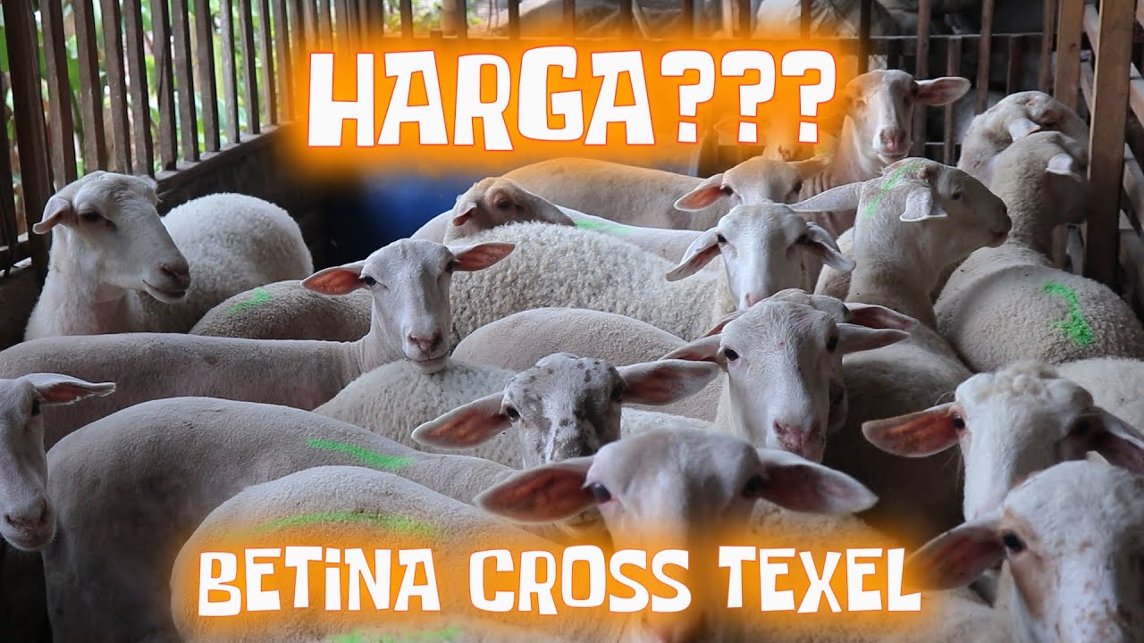 GUDANGNYA DOMBA BETINA CROSS TEXEL 🐑 | PST FARM
