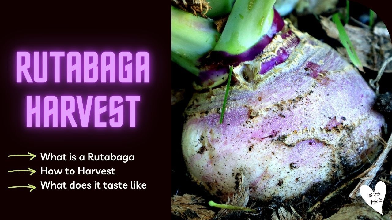 Rutabaga Harvest | What is a Rutabaga, How to Harvest, What does it Taste like